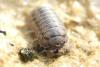 Armadillidium nasatum